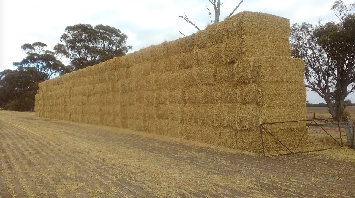 100mt Clover Hay 550600kg 8x4x3 Bales Hay & Fodder Clover